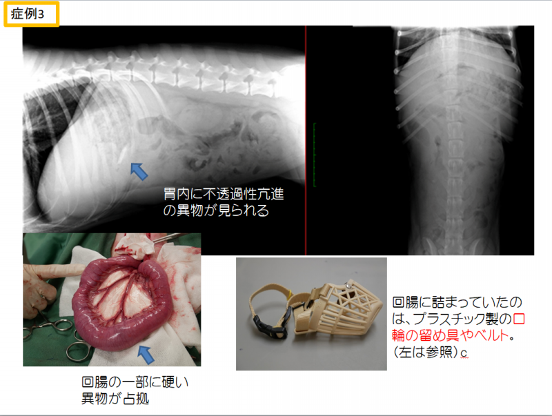 異物誤食 動物病院 海老名アニマルクリニック イスト