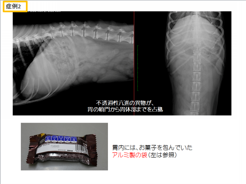 異物誤食 動物病院 海老名アニマルクリニック イスト