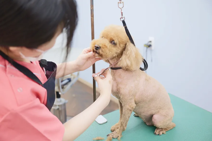 アニマルクリニックイスト